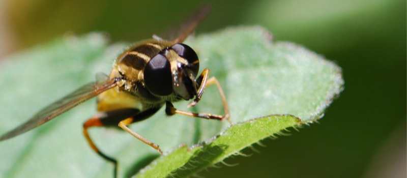 Common Wasp Species